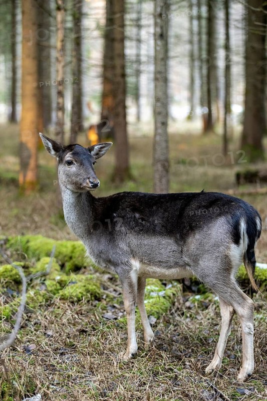Fallow deer, female fallow deer (Dama dama), Landsberg am Lech Wildlife Park, Upper Bavaria, Bavaria, Germany
