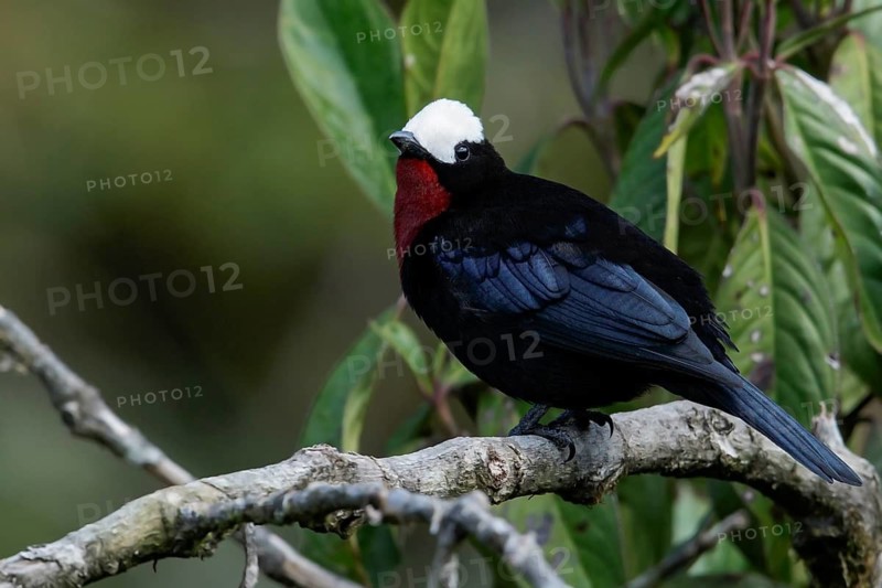 White-capped Tanager (Sericossypha albocristata) perched on a branch in the Andes Mountains of Colombia