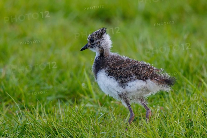 Northern Lapwing (Vanellus vanellus) chick, Netherlands