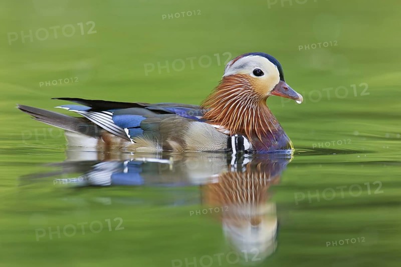 Mandarin Duck (Aix galericulata) male, Brandenburg, Germany