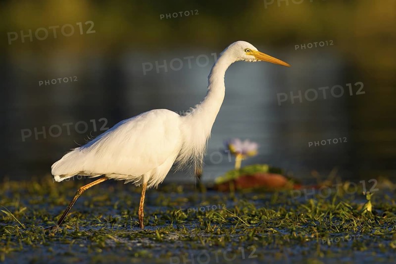 Intermediate Egret (Ardea intermedia) foraging, Queensland, Australia