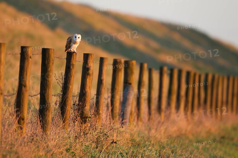 Barn owl (Tyto alba) adult bird on a fence post during the day, Norfolk, England, United Kingdom
