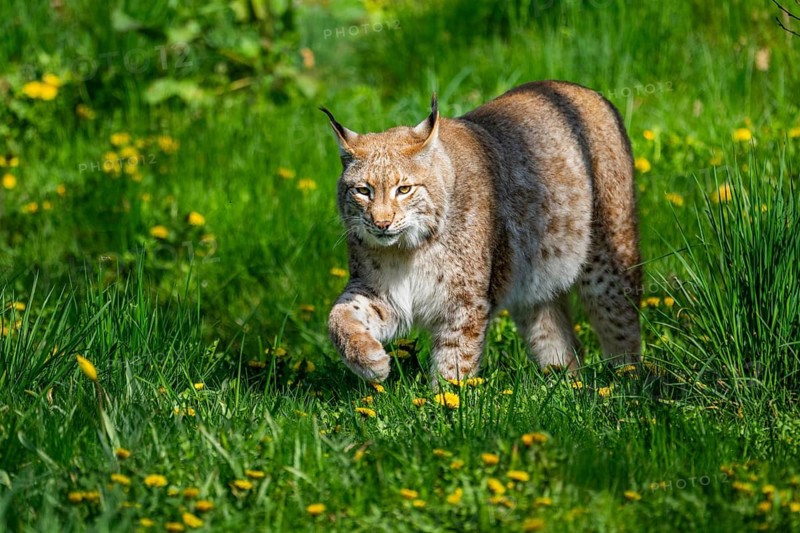 Eurasian lynx (Lynx lynx), walking on a meadow, Bavaria, Germany