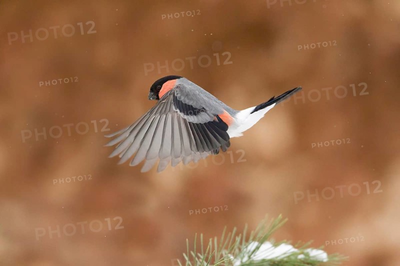 Eurasian Bullfinch (Pyrrhula pyrrhula) male flying, Bavaria, Germany