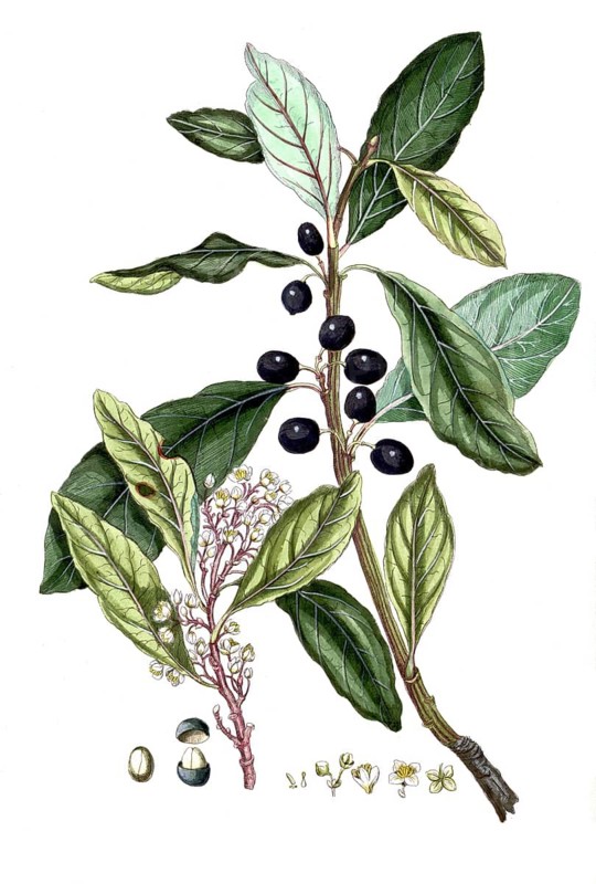 Laurus nobilis, true laurel, digital reproduction of a historical original, between 1790 and 1810