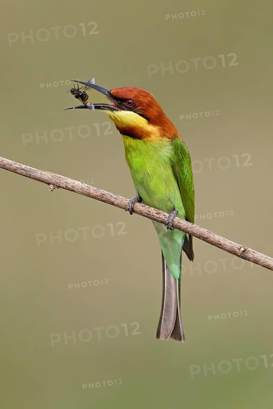 Chestnut-headed Bee-eater (Merops leschenaulti) eating bee, Malaysia