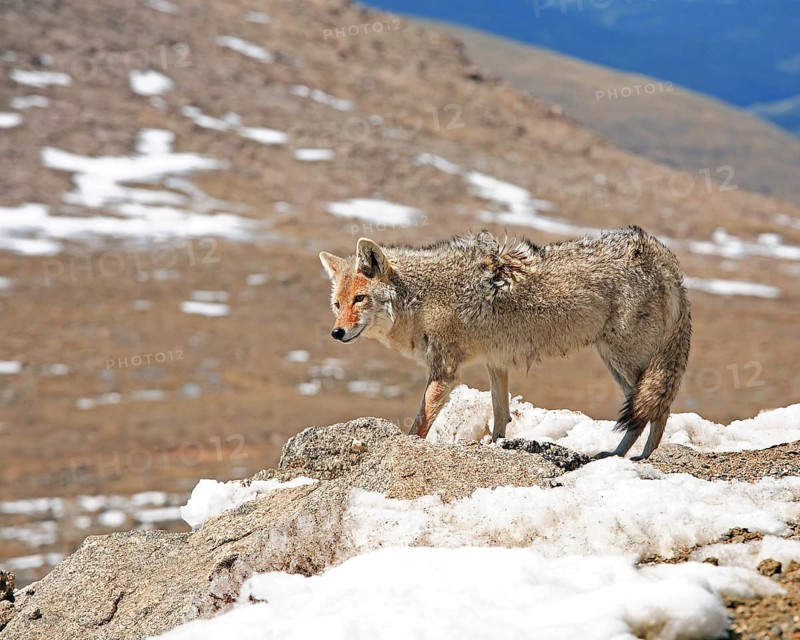 A coyote foraging in winter, Wyoming, United States