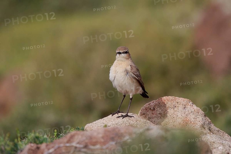 Isabelline Wheatear (Oenanthe isabellina) perched on a rock, Greece