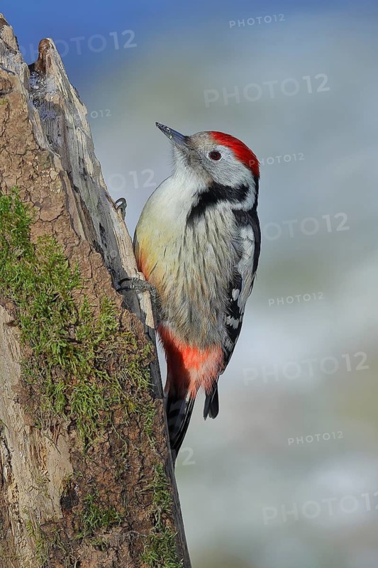 Middle Spotted Woodpecker (Dendrocopos medius), sitting on an old tree stump, North Rhine-Westphalia, Germany