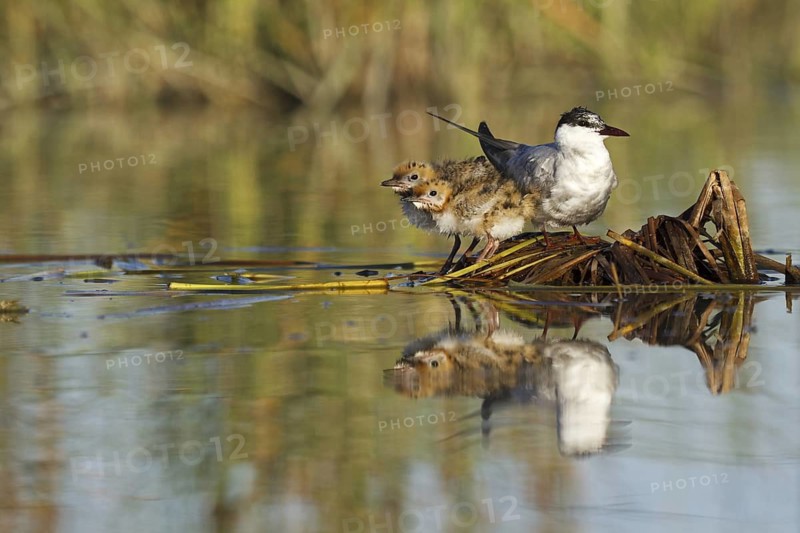 Whiskered Tern (Chlidonias hybrida) flying, Seville, Spain