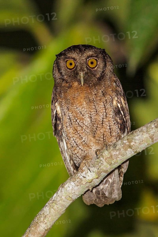 Tawny-bellied Screech-Owl (Otus watsonii) perched on a branch in Manu National Park, Peru