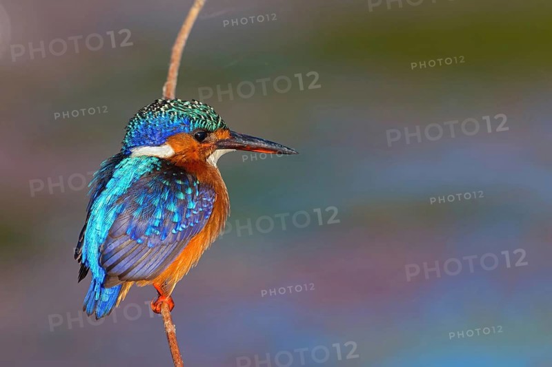 Crested kingfisher, (Corythohrnis scalloped ribbonfishers), (Alcedo cristata), Kingfisher, Malachite kingfisher, Kingfisher family, Gambia, Africa, Njau area, Njau, North Bank, Gambia