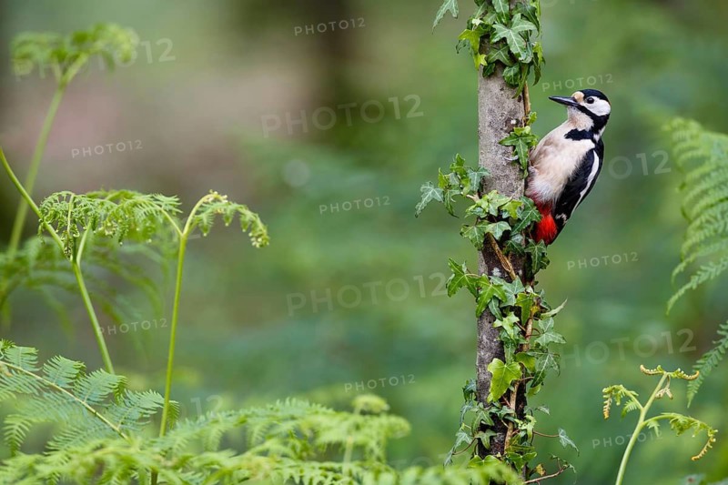Great Spotted Woodpecker (Dendrocopos major) male, Asturias, Spain