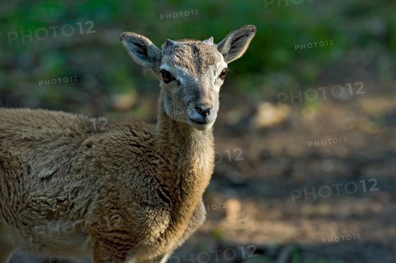 European mouflon (Ovis gmelini musimon), lamb, mouflon deer, ram, male with beginning of growth of horns and sheepskin, wool, animal portrait in the evening light in the forest, Poing Wildlife Park, Upper Bavaria, Bavaria, Germany