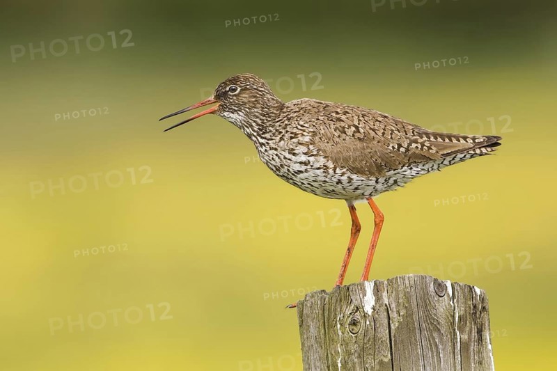 Common Redshank (Tringa totanus) calling, Texel, Netherlands