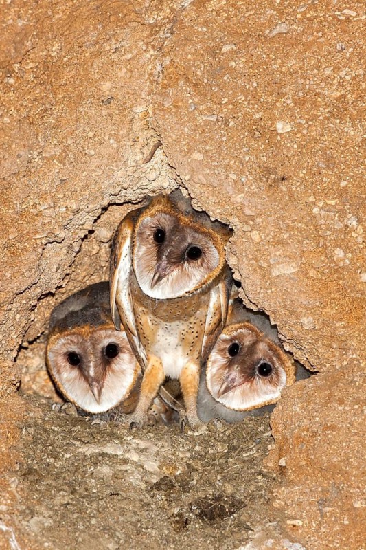 Barn Owl Tyto alba Tucson, Pima County, Arizona, United States 2 June Nestlings in cliff nest. Tytonidae