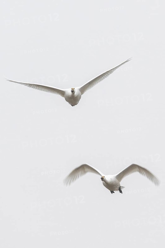 Tundra swans (Cygnus bewickii) flying, Emsland, Lower Saxony, Germany