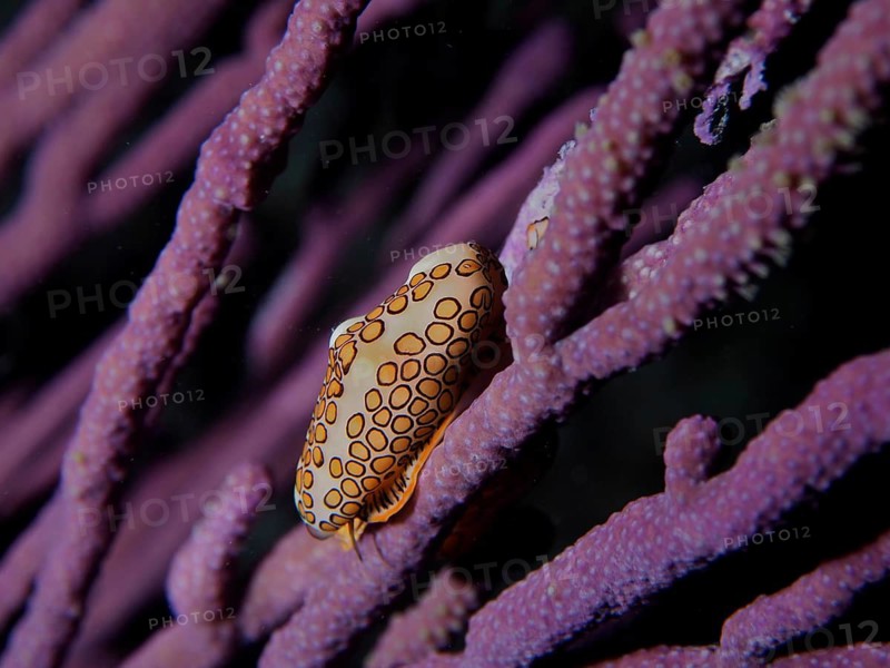 Flamingo tongue (Cyphoma gibbosum)