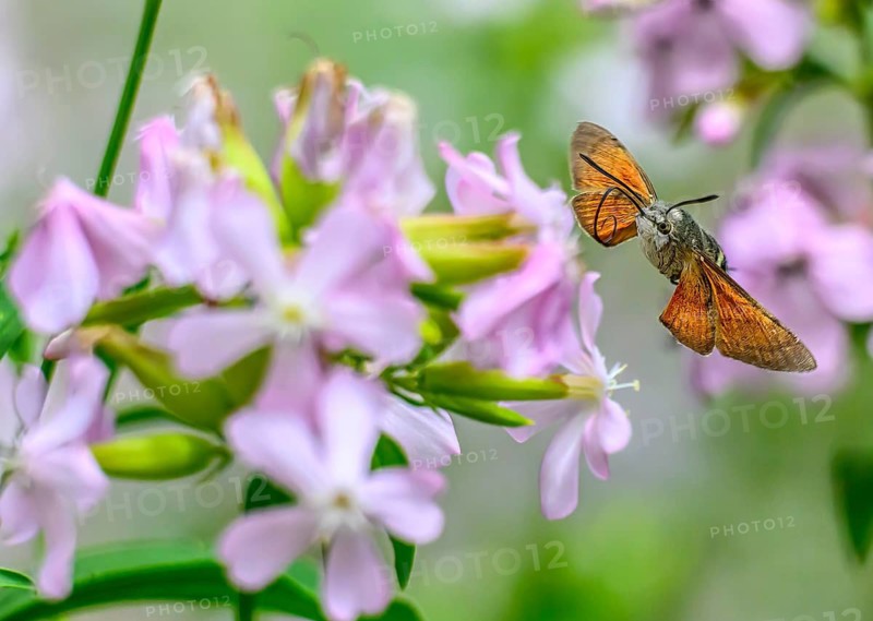 A dove tail (Macroglossum stellatarum) flies near pink flowers of soapwort (Saponaria officinalis) in a lively and spring-like environment, Dümmerniederung, Diepholzer Moorniederung, Lower Saxony, Germany