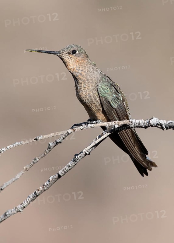 Giant Hummingbird (Patagona gigas) perched on a branch, Metropolitana, Chile