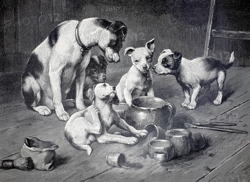 Mother dog and several puppies in a rustic setting, a group of terriers and puppies who have made a mess in a rustic setting, probably a stable or kitchen, with overturned bowls and spilled food, 1896, illustration, reproduction from a 19th century model. Authentic, file restored for optimal use, exact date of submission unknown, Historic, Four puppies play in a kitchen with containers that have been overturned. A cheerful and cozy scene