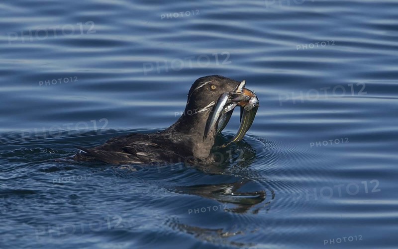 Rhinoceros Auklet (Cerorhinca monocerata) swimming on the ocean with fish prey in beak, Washington, USA