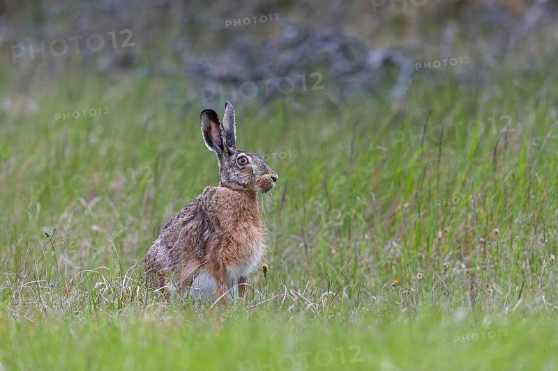 Hunts for wolves are usually lengthy and a visit from a brown hare (Lepus europaeus) is a welcome change, Denmark