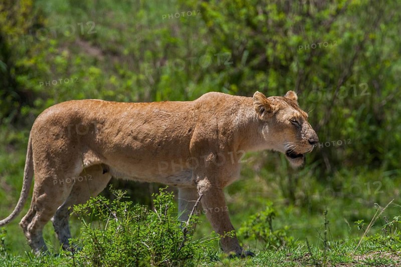 Lioness (Panthera leo), South Africa