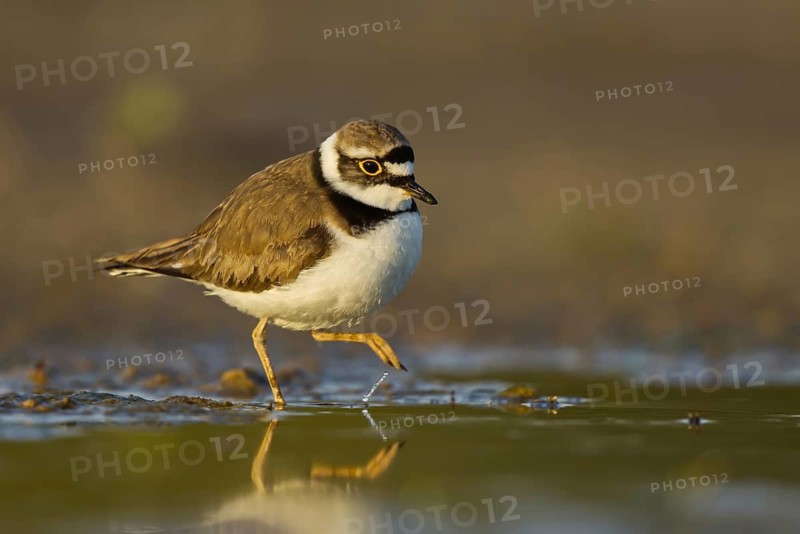Little Ringed Plover (Charadrius dubius) foraging, North Rhine-Westphalia, Germany