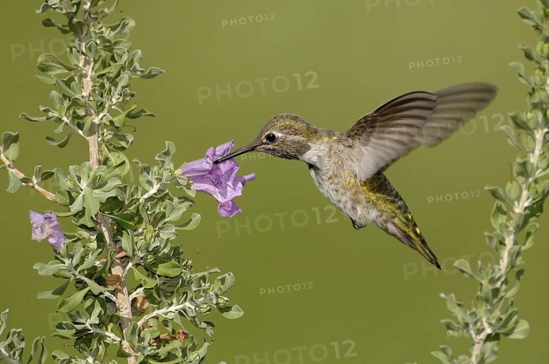 Anna's Hummingbird (Calypte anna), British Columbia, Canada