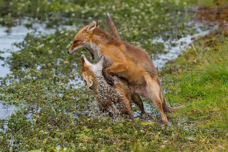 Red Fox (Vulpes vulpes) two young fighting and playing in pond, Netherlands