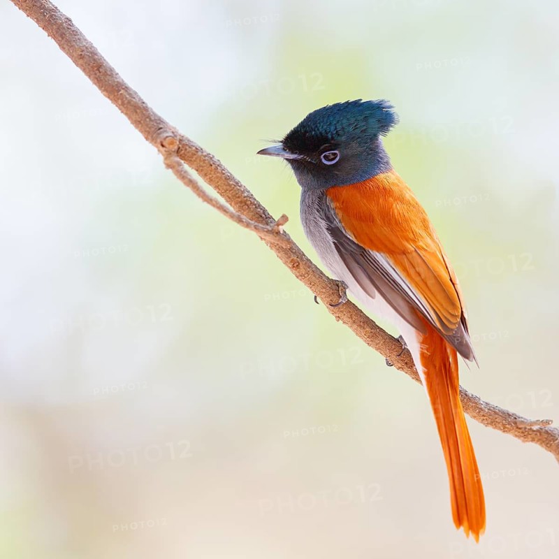 African Paradise Flycatcher, African Paradise-Flycatcher, African Paradise-flycatcher, (Terpsiphone viridis), Tchitrec d'Afrique, Monarca-colilargo Africano, Tawi Atayr, Salalah, Dhofar, Oman