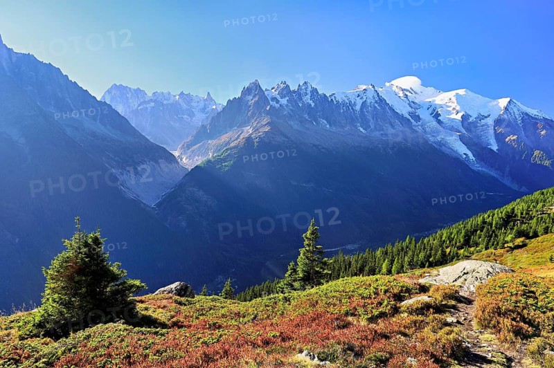 Mountain forest in an autumnal landscape with the snow-covered Mont Blanc massif in the background, Chamonix-Mont-Blanc, Haute-Savoie, France