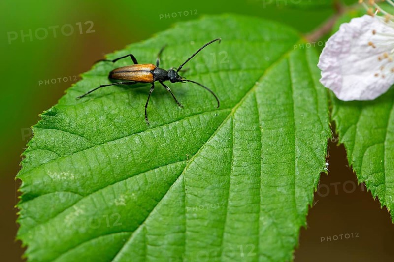 Black-striped longhorn beetle, (Stenurella melanura), animals, insects, family of longhorn beetles, Palatinate Forest near Frankenstein, Bad Dürkheim district, Rhineland-Palatinate, Federal Republic of Germany
