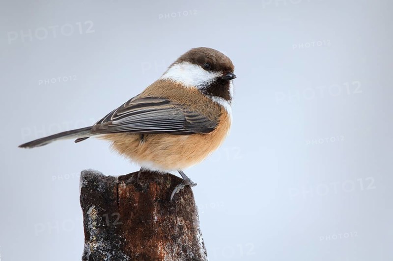 Grey-headed Chickadee (Poecile cinctus), Finland
