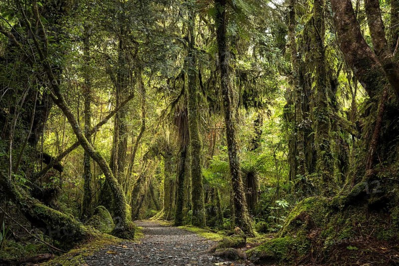 Hiking trail through wooded landscape with mossy trees. Minnehaha Walk, Fox Glacier Area, Westland Tai Poutini National Park, West Coast, South Island, New Zealand