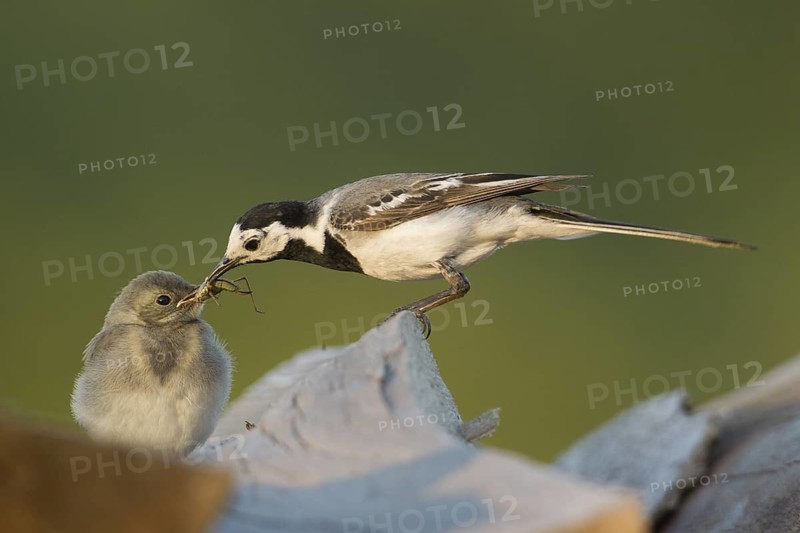 White Wagtail (Motacilla alba) juvenile, Rhineland-Palatinate, Germany