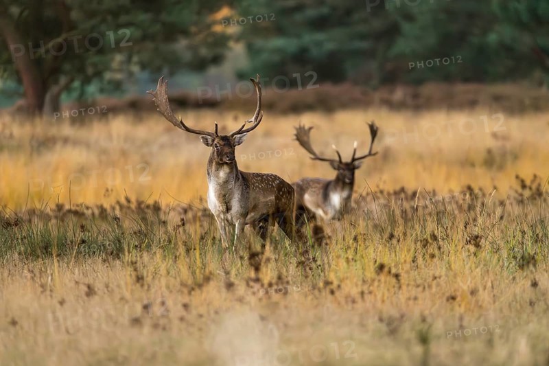 Fallow deer (Dama dama) during the rut in a clearing, Rüsselsheim am Main, Hesse, Germany
