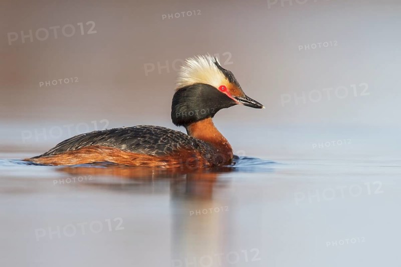Horned Grebe (Podiceps auritus) in a pond in the tundra near Churchill, Manitoba, Canada