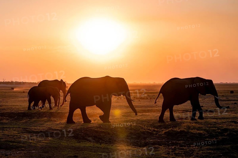 African elephant (Loxodonta africana), silhouette, sunset, atmospheric light, Ihaha, Chobe National Park National Park, Botswan