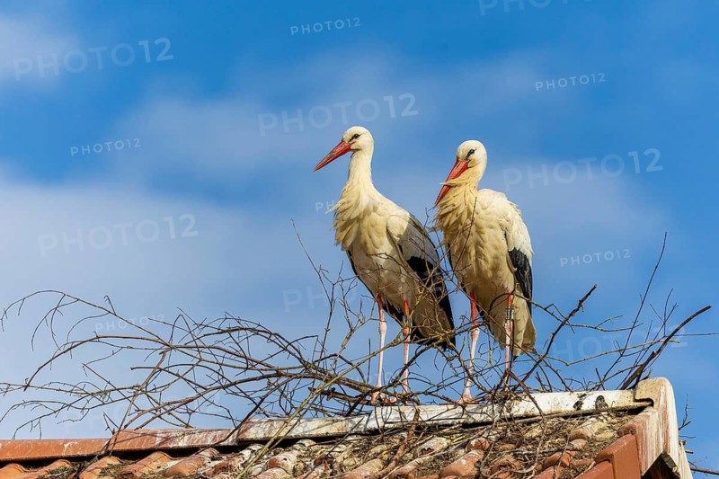 White stork (Ciconia ciconia), pair sitting on the roof of a house, Affenberg, Salem, Lake Constance region, Baden-Württemberg, Germany