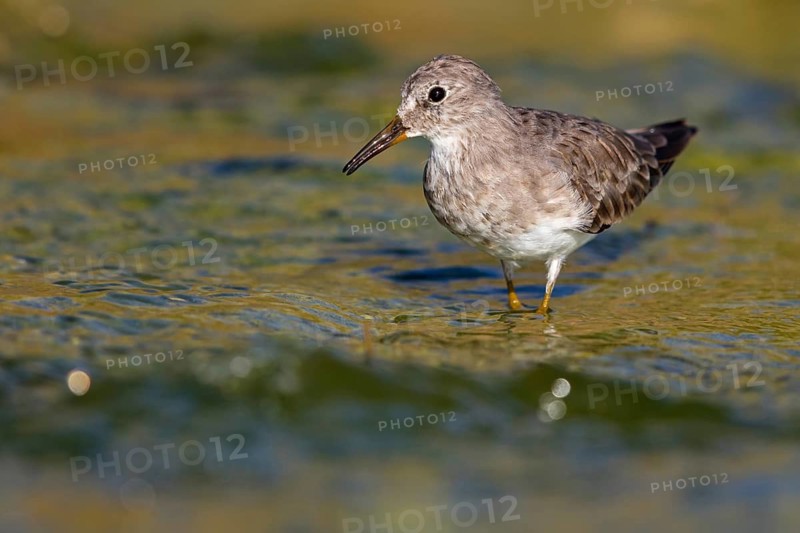 Temminck's Sandpiper, (Calidris temminckii), Animals. birds, limicoles, biotope, habitat, foraging, East Khawr Khawr Ad Dahariz, Salalah, Dhofar, Oman