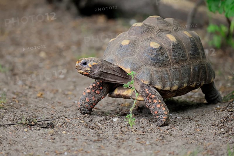 Coal turtle (Geochelone carbonaria), adult, foraging, running, South America