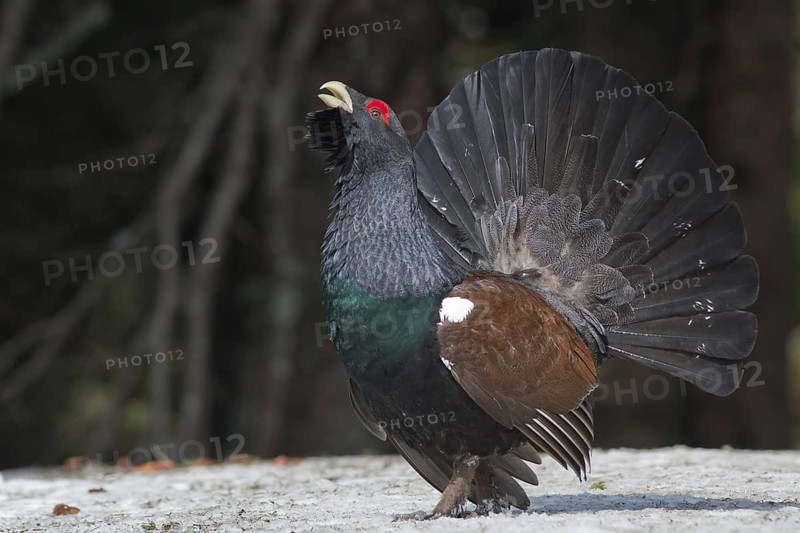 Western Capercaillie (Tetrao urogallus) male, Baden-Wuerttemberg, Germany