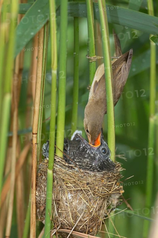 Common Cuckoo & Eurasian Reed Warbler (Cuculus canorus & Acrocephalus scirpaceus) Eurasian Reed Warbler feeding juvenile Common Cuckoo in nest, Saxony-Anhalt, Germany