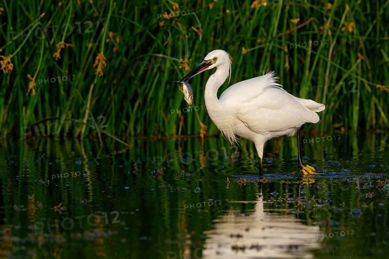 Little egret foraging, (Egretta garzetta) Salalah, Khawr Rawri, Dhofar, Oman