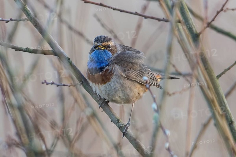 Bluethroat (Luscinia svecica), Emsland, Lower Saxony, Germany