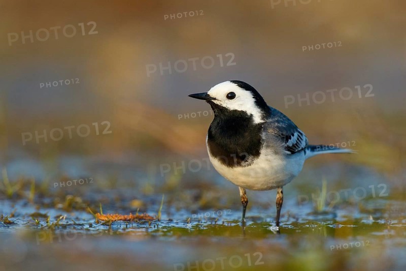White Wagtail (Motacilla alba), North Rhine-Westphalia, Germany