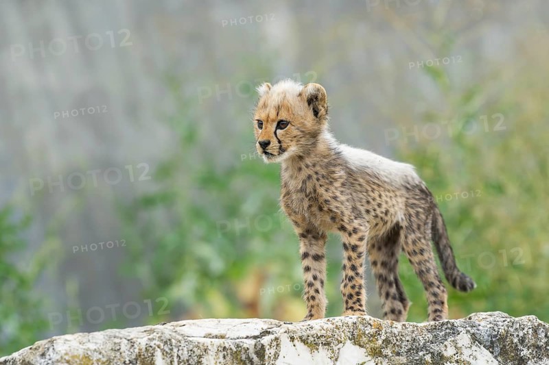 Cheetah (Acinonyx jubatus) youngster standing on a rock, captive, occurrence Africa