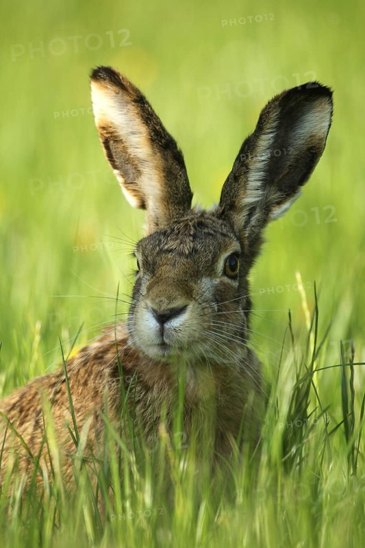 European hare (Lepus europaeus) portrait, secured in the meadow, Allgäu, Bavaria, Germany, Lower Austria, Austria